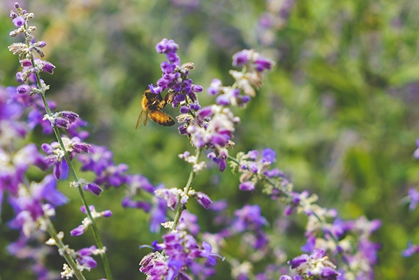 Bee flower photo Scotty Turner